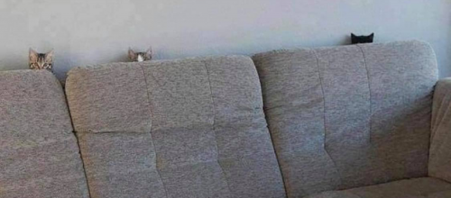 Humour chat