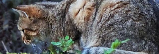 Dimanche c'est chat 