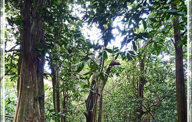 Petite randonnée dans la forêt autour du Belvédère - Moorea - Polynésie française