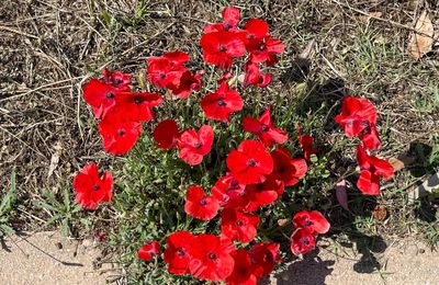 Coquelicots