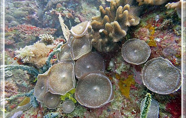 Anémone oreille-d'éléphant, Giant mushroom or Elephant's ear anemone (Amplexidiscus fenestrafer) et Corail main du diable (Lobophytum pauciflorum) - Beangovo - Tsarabanjina - Mitsio - Madagascar