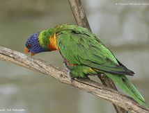 Loriquet à tête bleue 