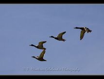 Canards colverts - Anas platyrhynchos (3 mâles pour une femelle)...