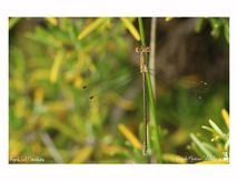 Leste barbare ♀ - Lestes barbarus