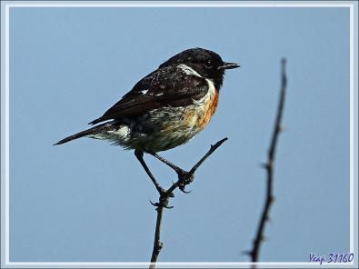 Tarier Pâtre mâle, European Stonechat ( Saxicola rubicola) - La Couarde-sur-Mer - Ile de Ré - 17