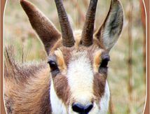 Le  Chamois