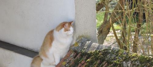 La chatte d'à côté .