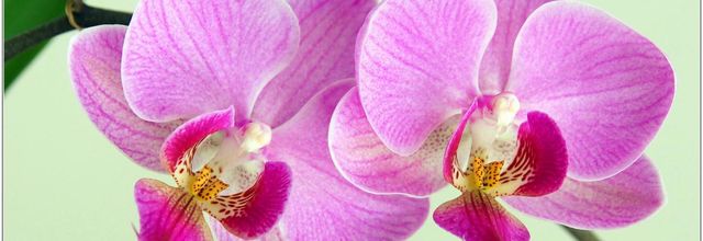 Orchidée Phalaenopsis (1)