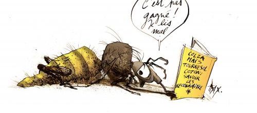 Bruxelles suspend avec modération trois pesticides tueur d'abeilles