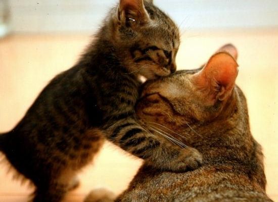 Extraits de livres lus : Les 3 émotions qui guérissent, Amour, Gratitude, Foi. L'Amour (3)