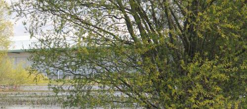 Arbres amphibies