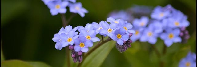 Rambouillet : Le Myosotis