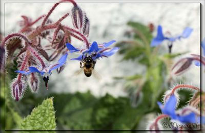 Abeille sur Bourrache. (Borago officinalis)