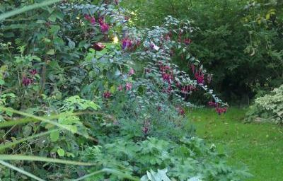 Fuchsia Ville de Rocquencourt