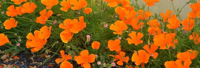  En fleurs 