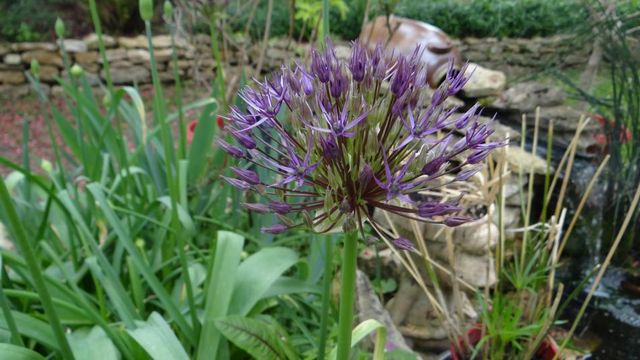 Ail d'Ornement "Allium"