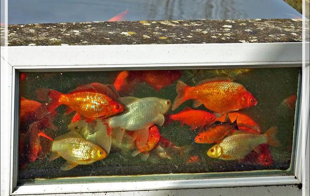 Mon aquarium de 4000 litres et quelques-uns de ses 70 habitants qui prennent le soleil derrière le hublot