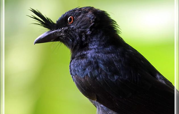 Drongo malgache, Crested Drongo (Dicrurus forficatus) - Nosy Sakatia - Madagascar