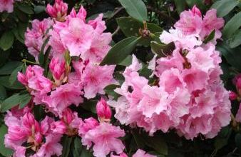 Rhododendron du jardin 2010