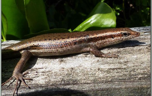 Lézard endémique : le Scinque des Seychelles (Mabuya seychellensis) sous son plus beau profil - Bird Island - Seychelles