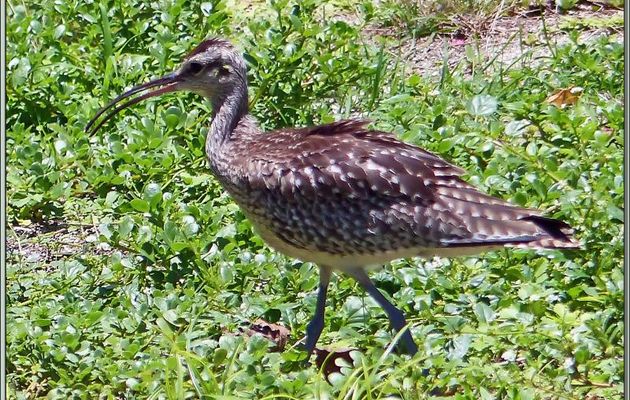Courlis corlieu (Numenius arquata) - Bird Island - Seychelles