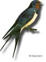 La p'tite hirondelle