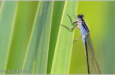 Agrion élégant (9) - Ischnura elegans
