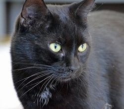 Un homme et son chat réunis après 11 ans