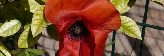 joli coquelicot mesdames, joli coquelicot... 