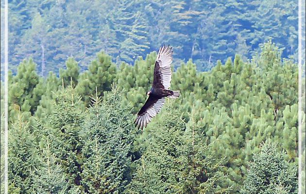 Vautour Urubu à tête rouge, Turkey Vulture (Cathartes aura) - Cap Tourmente - Saint-Joachim - Québec - Canada