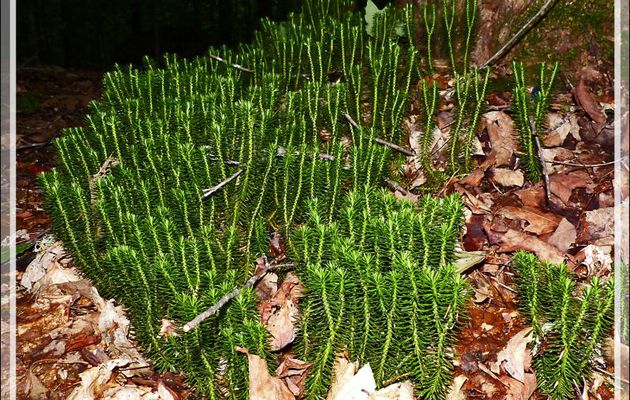 Huperzie brillante, Lycopode brillant, Shining firmoss (Huperzia lucidula) - Petit Lac Preston - Duhamel - Outaouais - Québec - Canada