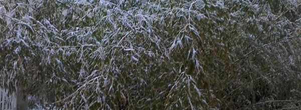  une légende   d' hiver 