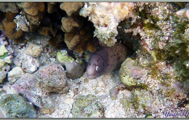 Muréne tatouée (Gymnothorax griseus) à l'affut dans son antre - Praslin - Seychelles