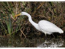 Grande Aigrette