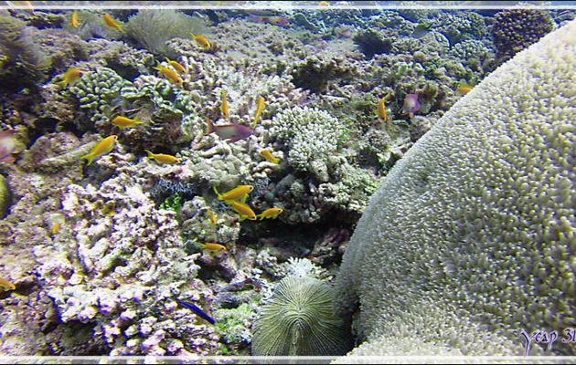 Corail bulle ? Plerogyra diabolotus ? - Athuruga Reef - Atoll d'Ari - Maldives