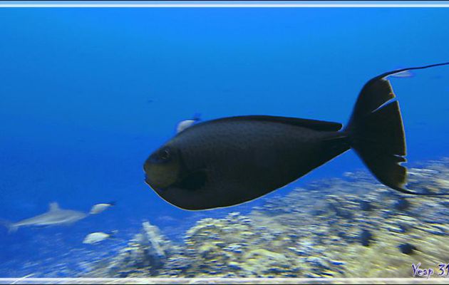 Nason zébré ou à lignes violettes ou Licorne à gros nez, Bignose unicornfish (Naso vlamingii) - Passe Tumakohua - Fakarava sud - Tuamotu - Polynésie française
