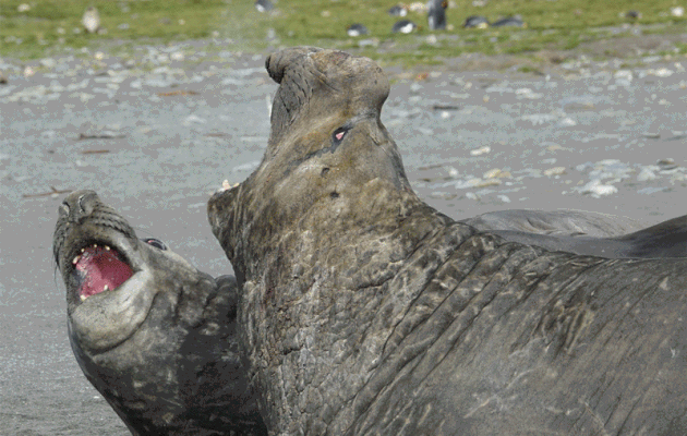 Éléphant de mer du sud (Mirounga leonina) et animation GIF - Saint Andrews Bay - Géorgie du Sud