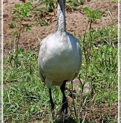 Ibis sacré, African Sacred Ibis (Threskiornis aethiopicus) - Safari nautique - Parc National de Chobe - Botswana