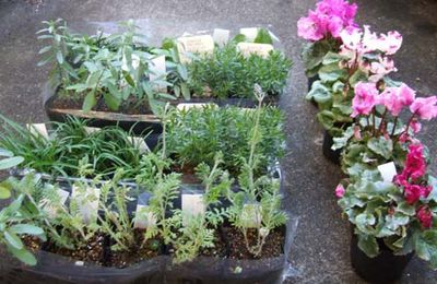 Plantez et Placez les Vivaces