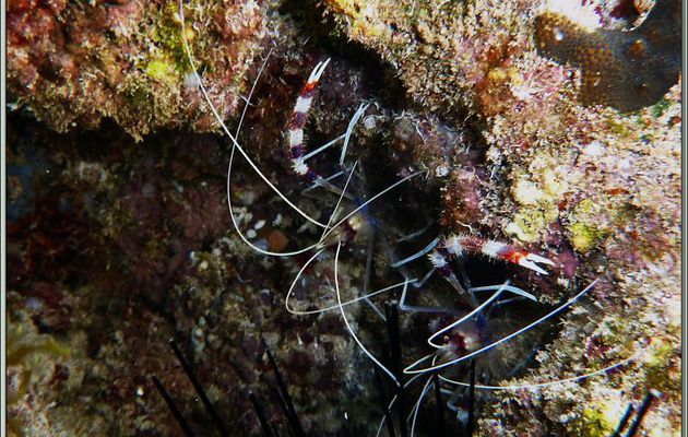 Grande crevette nettoyeuse (Stenopus hispidus) - Anse Marie-Louise - Mahé - Seychelles