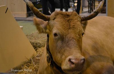 Salon International de l'Agriculture : La Tarentaise et la Bretonne Pie Noire