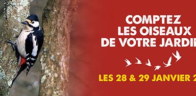 Comptage OISEAUX des jardins 28 & 29 janvier 2017