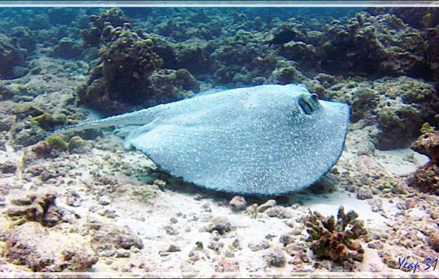 Raie porc-épic ou Pastenague sans dard, Porcupine ray, Thorny stingray (Urogymnus asperrimus) - Moofushi - Atoll d'Ari - Maldives
