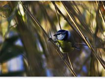 Mésange bleue - Cyanistes caeruleus