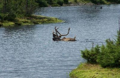 Le loup médecin des caribous : une légende Inuit.