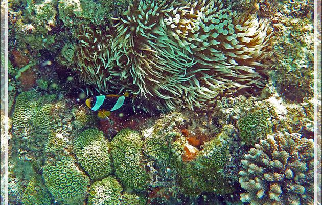 Snorkeling à Nosy Tsarabanjina :  Poisson-clown de Madagascar, Madagascar anemonefish (Amphiprion latifasciatus) et Anémone bulles ou à tétines (Entacmaea quadricolor), Archipel Mitsio, Madagascar