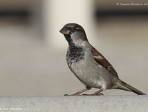 Moineaux domestiques ♂
