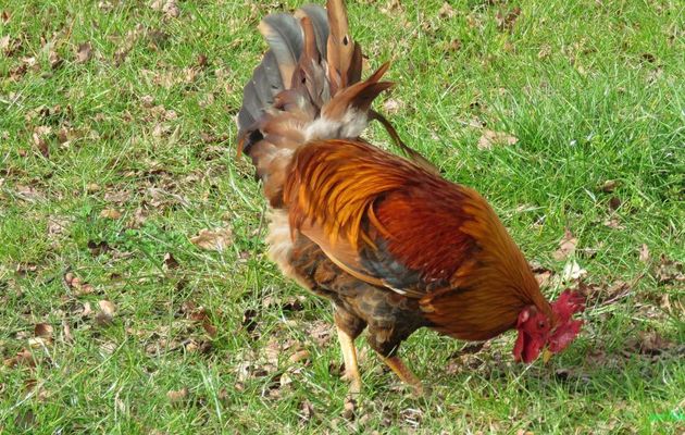 un beau coq ... !