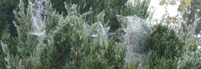 Tissages de perles