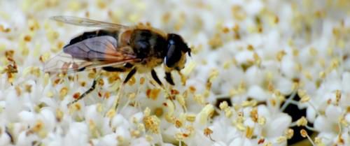 Connaissez-vous vraiment les abeilles ?